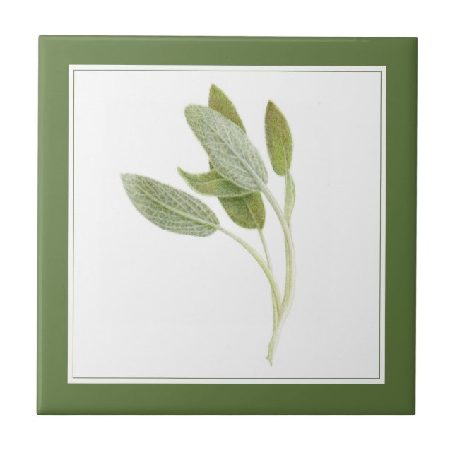 FRESH SAGE 4.25x4.25 Ceramic Tile (-text) Green (Front)