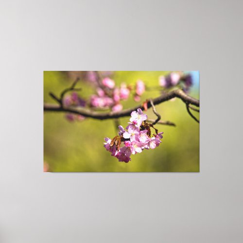 Fresh Sakura Flowers Against The Green Background Canvas Print