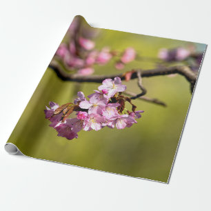 Fresh Sakura Flowers On Green Wrapping Paper