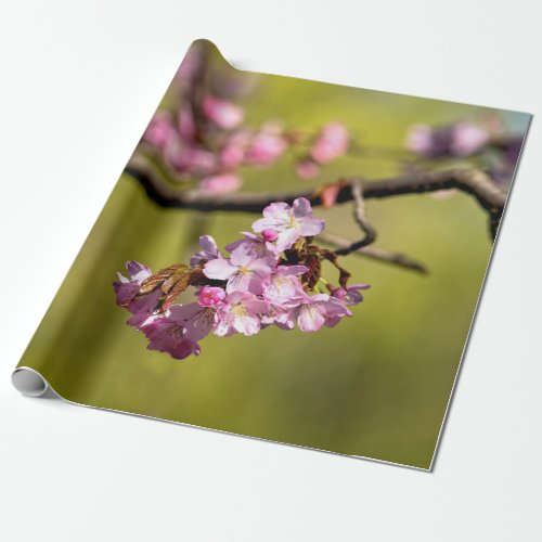 Fresh Sakura Flowers On Green Wrapping Paper