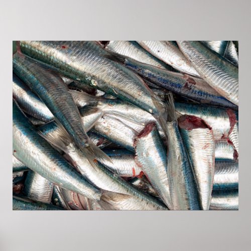 Fresh sardines poster