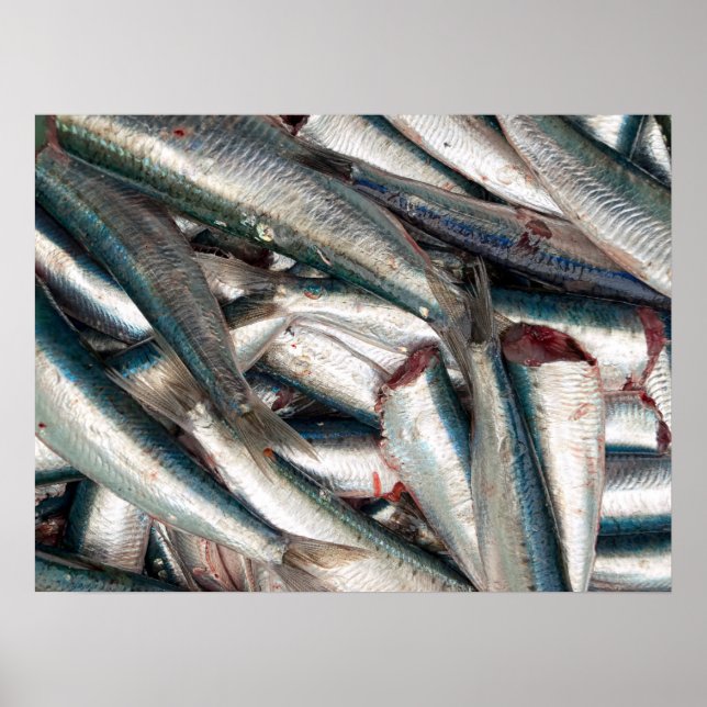 Fresh sardines poster (Front)