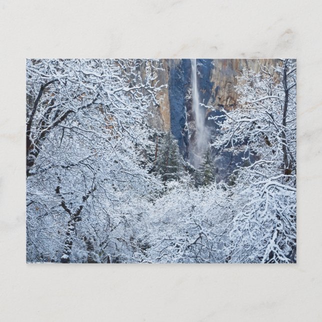 Fresh snowfall in the trees below Bridalveil Postcard (Front)
