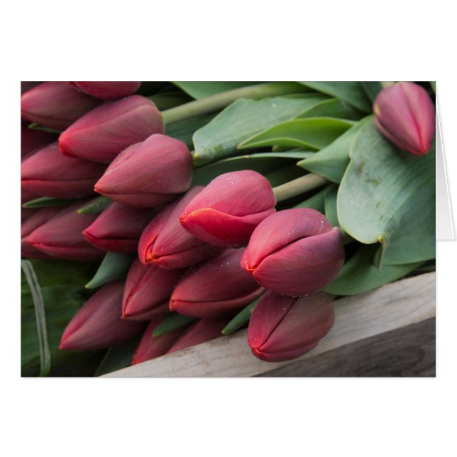 Fresh spring tulips cards (Front Horizontal)