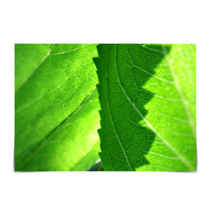 "Fresh Start" New Job Green Leaf Card