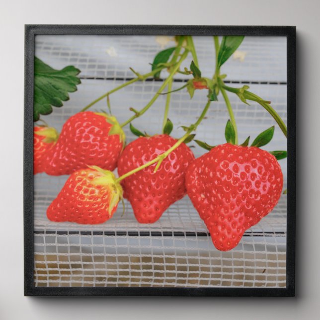 Fresh Strawberries Peel And Stick Photo Tile (Front Set)