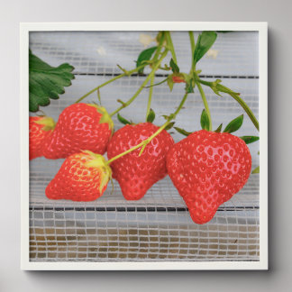 Fresh Strawberries Peel And Stick Photo Tile
