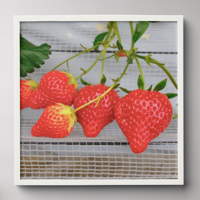 Fresh Strawberries Peel And Stick Photo Tile (Front Set)