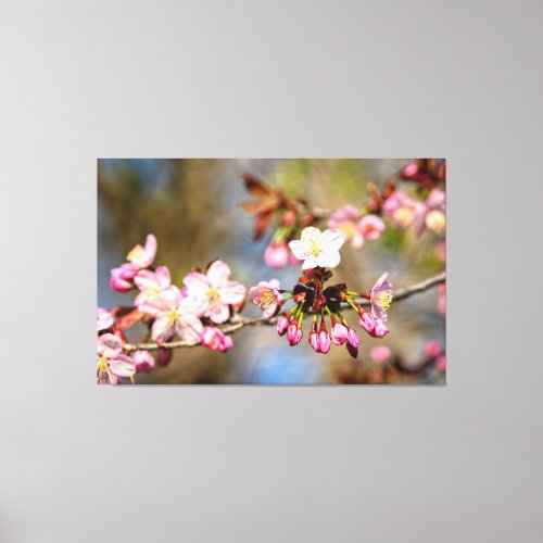Fresh Sunlit Sakura Flowers And Purple Buds Canvas Print