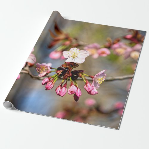 Fresh Sunlit Sakura Flowers And Purple Buds Wrapping Paper