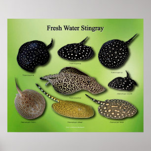 Fresh Water Stingray のポスター Poster