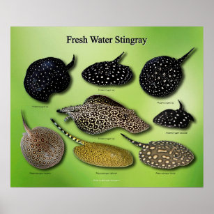 Fresh Water Stingray のポスター Poster