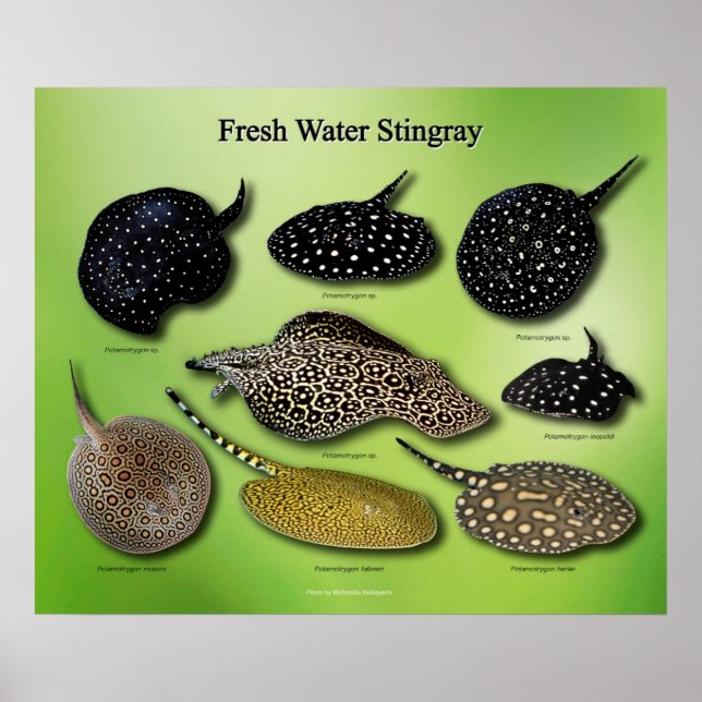 Fresh Water Stingray のポスター Poster (Front)