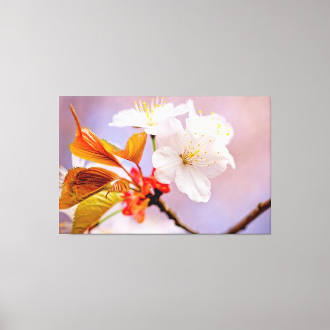 Fresh White Cherry Blossoms Cute Sakura Beauties Canvas Print (Front)