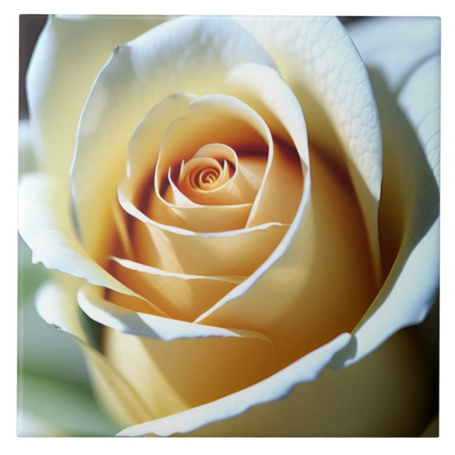 Fresh White Rose Ceramic Tile (Front)