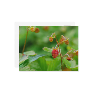 Fresh Wild Strawberry Green And Red Garden Photo Postcard