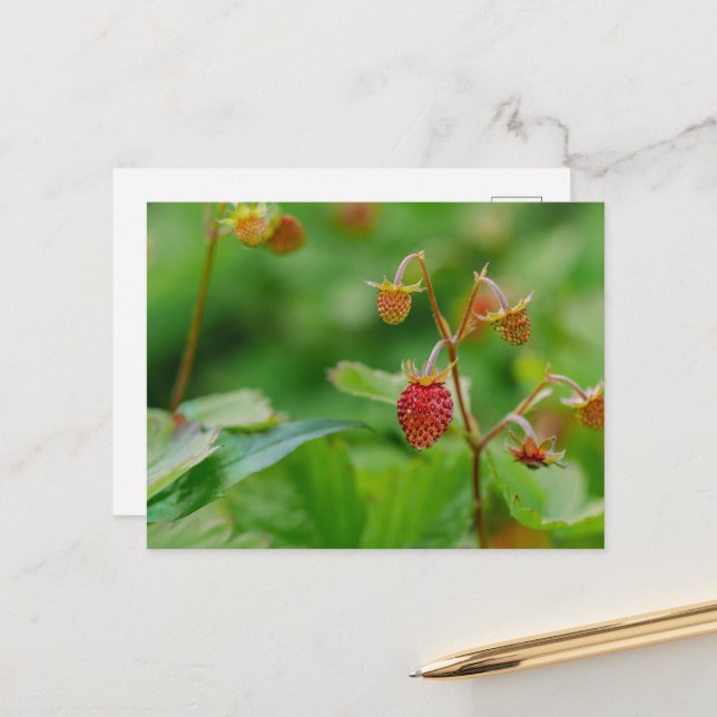 Fresh Wild Strawberry Green And Red Garden Photo Postcard (Front/Back In Situ)