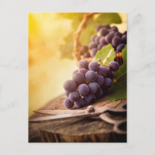 Freshly Harvested Grapes Postcard