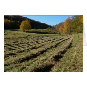 Freshly Mown Fields