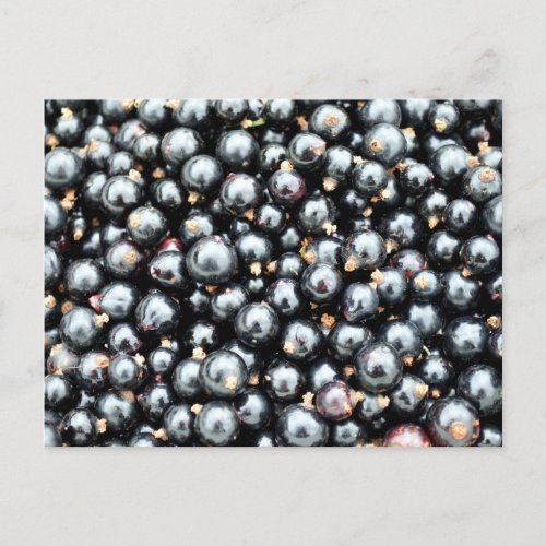 Freshly picked blackcurrants postcard