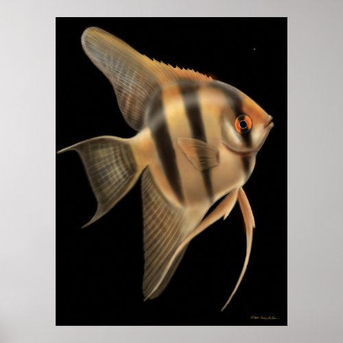 Freshwater Angelfish Poster