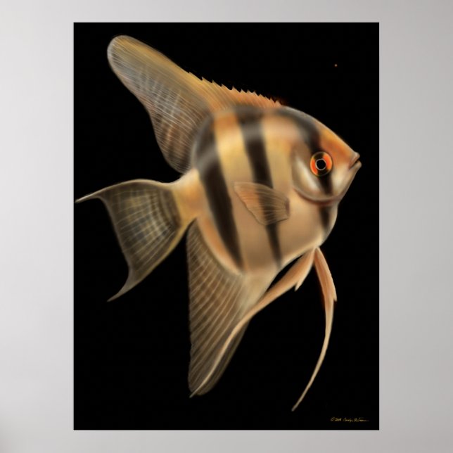 Freshwater Angelfish Poster (Front)