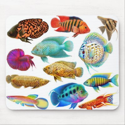 Gruverer Ect Colorful Angelfish Aquariumroyalty Free 