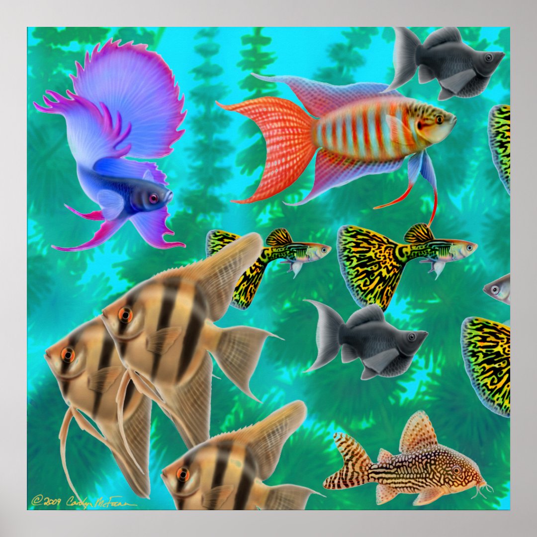 Freshwater Aquarium Fish Poster | Zazzle