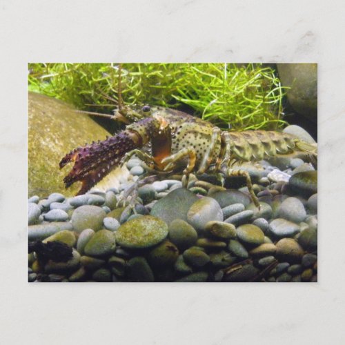 Freshwater crayfish postcard