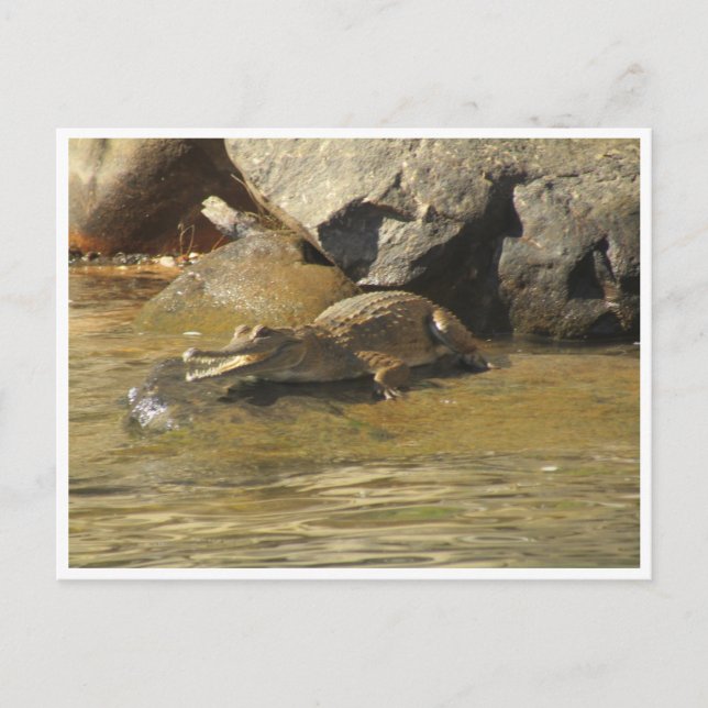 freshwater crocodile postcard (Front)