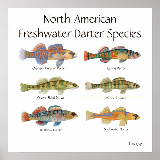 Freshwater Darter Art Poster (Front)