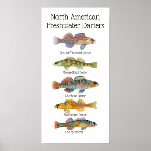 Freshwater Darters Art Poster