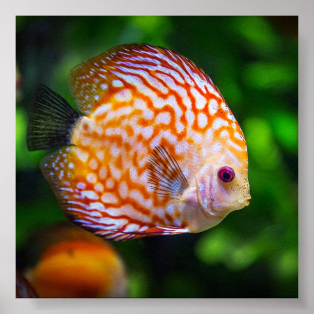 Freshwater discus fish poster (Front)