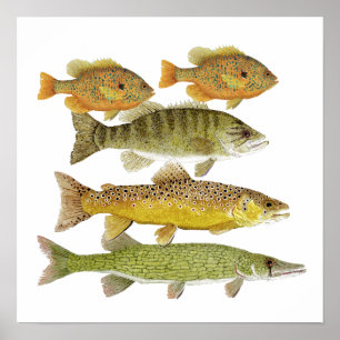 Freshwater Fish Art Poster