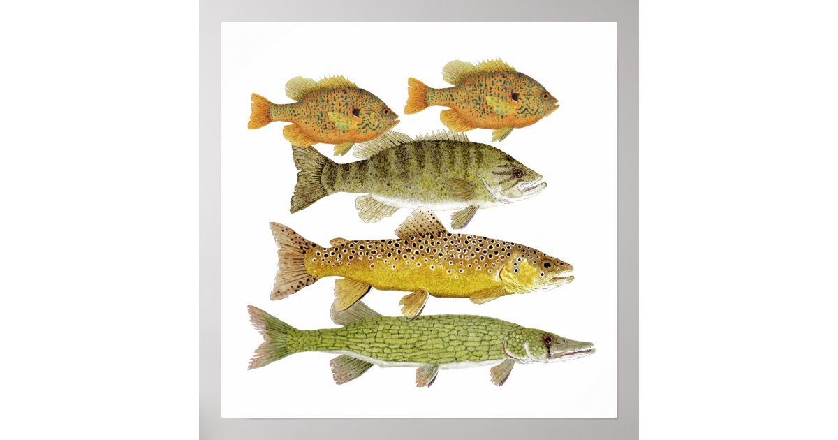 Freshwater Fish' Art Print, Art.com