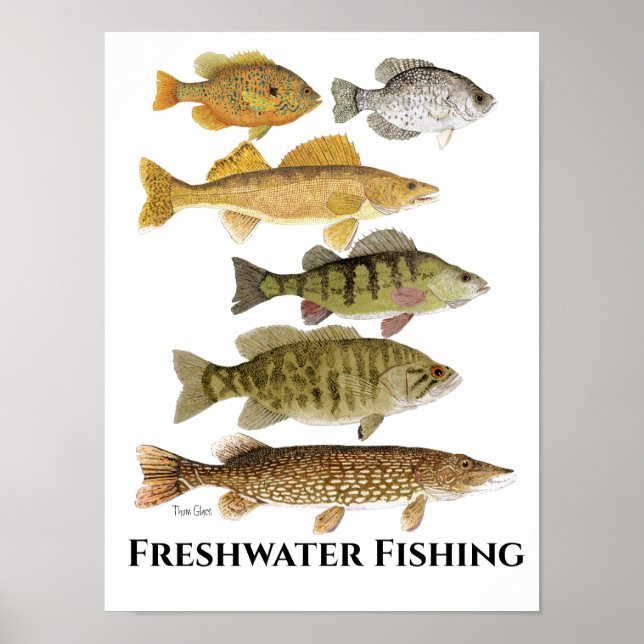 Freshwater  Fish Art Poster (Front)