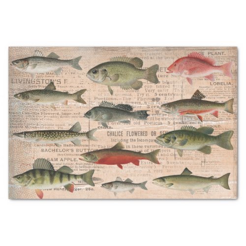 Freshwater Fish of North America Decoupage  Tissue Paper