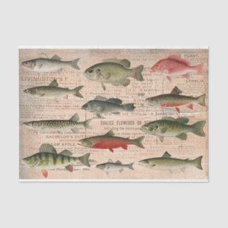 Freshwater Fish of North America Decoupage Tissue Paper