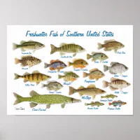 Pickerel Fish Print, Vintage Fishing Poster Wall Art Decor, Grass