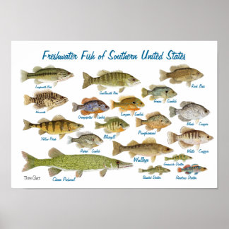 Fishing Posters | Zazzle