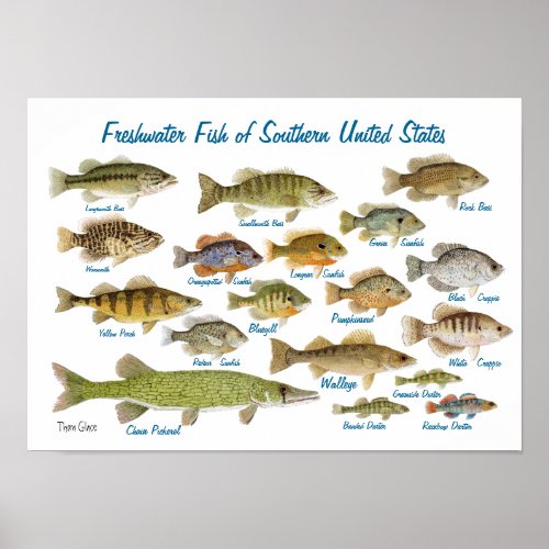 Freshwater Fish of Southern United States Poster