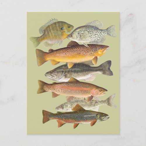 Freshwater fish vintage illustrations postcard