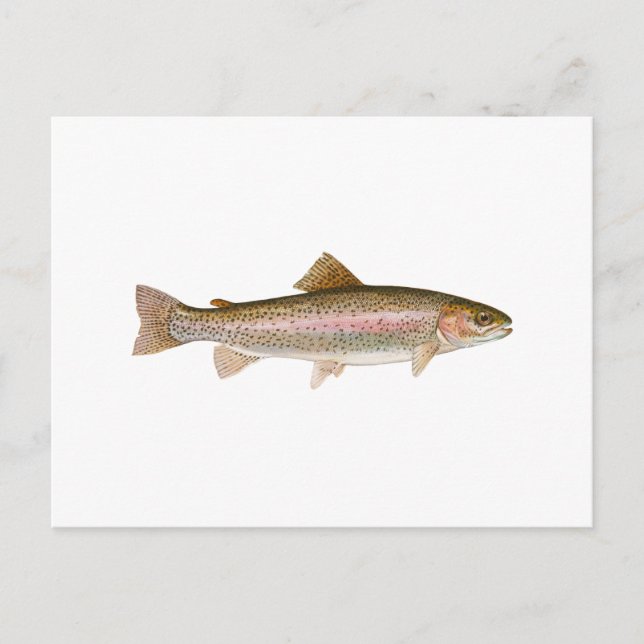 Freshwater Rainbow Trout Postcard (Front)