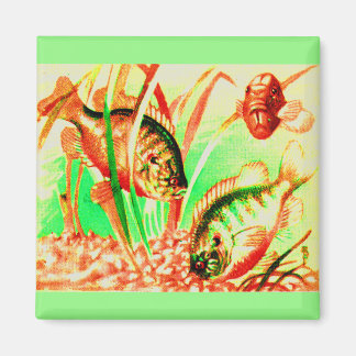 freshwater sunfish magnet