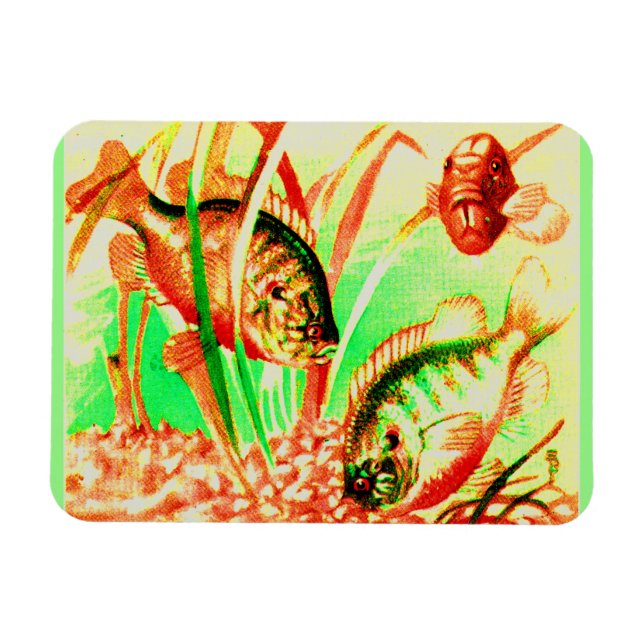 freshwater sunfish magnet (Horizontal)