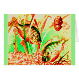 freshwater sunfish print cards