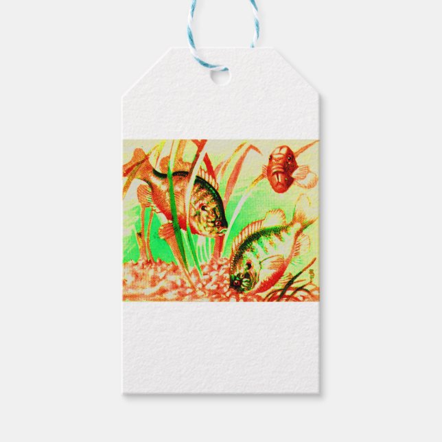 freshwater sunfish print gift tags (Front)
