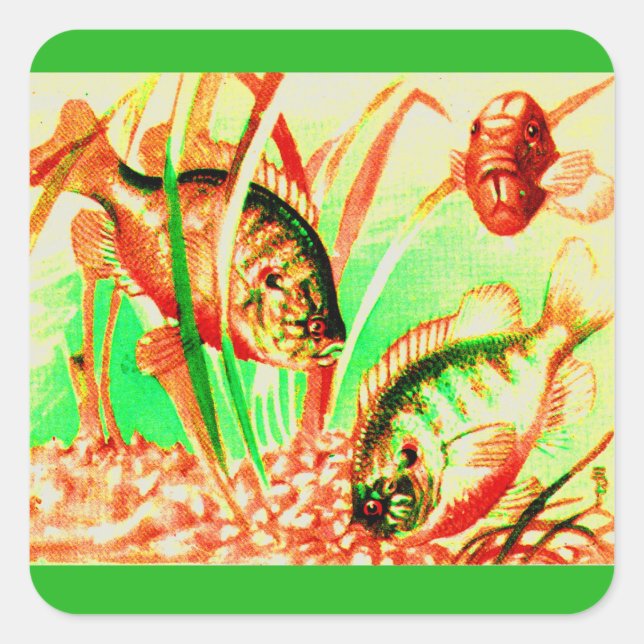 freshwater sunfish square sticker (Front)