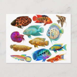 Freshwater Tropical Fish 2011 Pocket Calendar Postcard