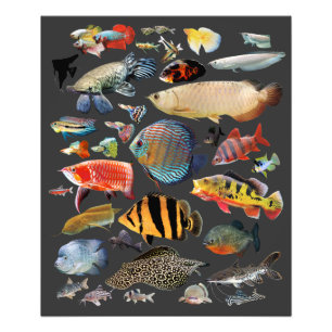 Freshwater Tropical fish Photo Print
